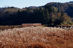 小湊鉄道の里山！③（完）