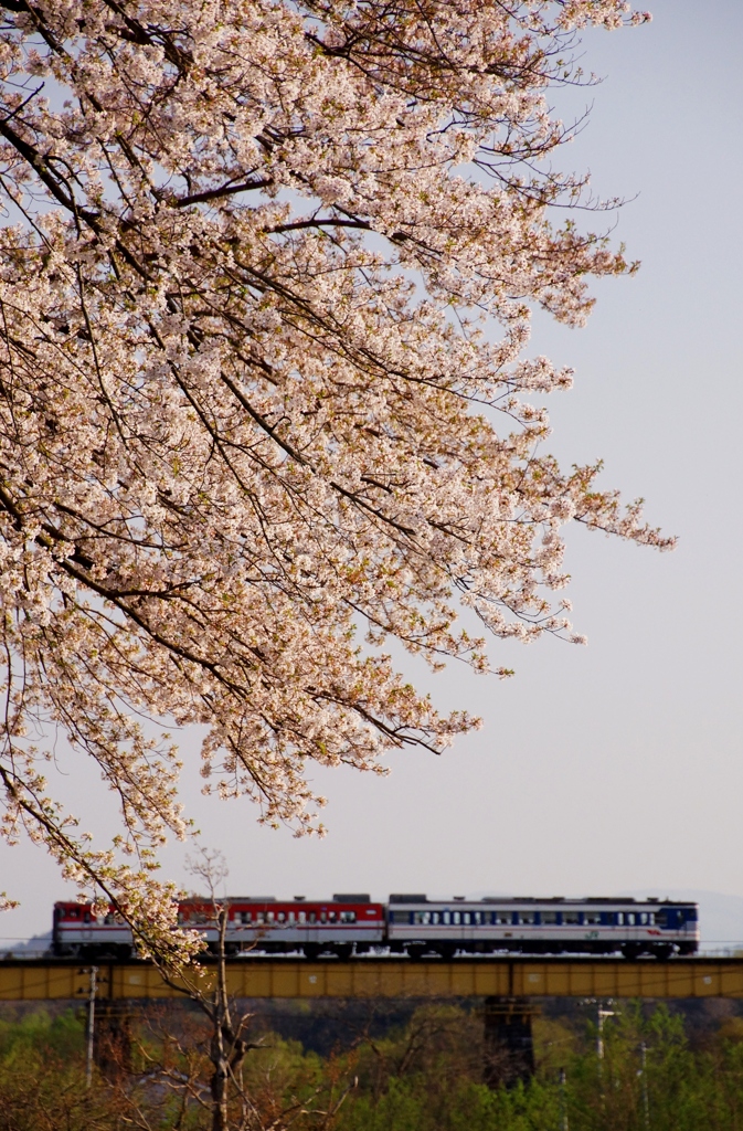 山都の桜と旧型キハ！