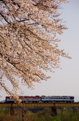 山都の桜と旧型キハ！
