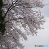 桜とばんえつ物語号！