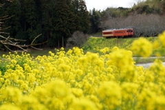 新田野の菜の花の丘！