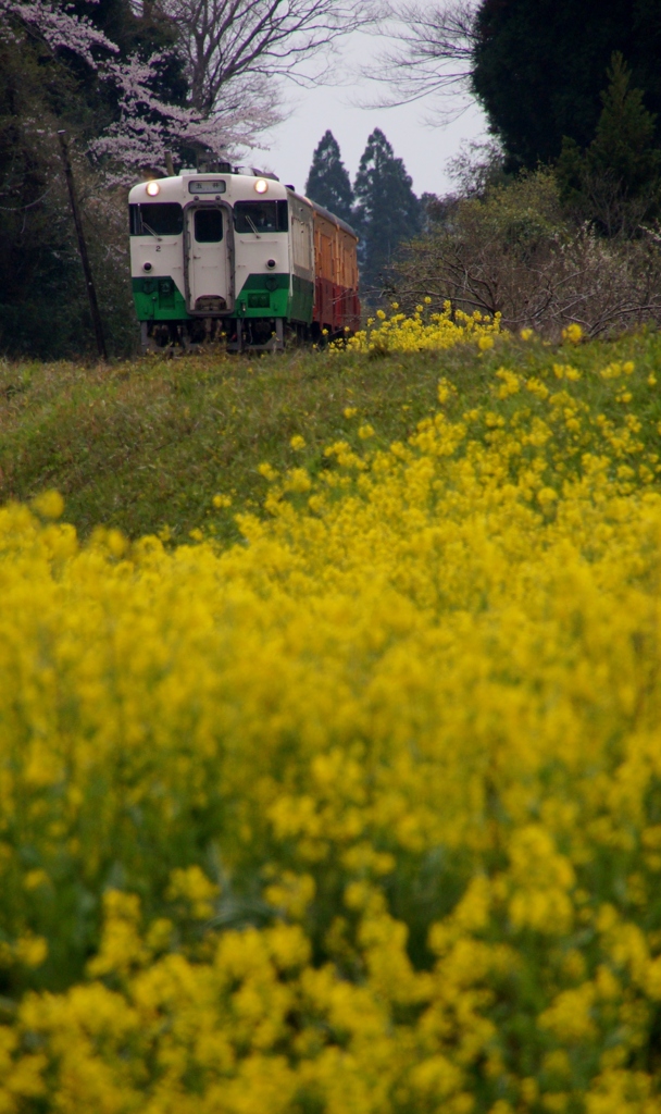 小湊鉄道の春！①