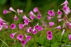 これは？何と言う「花」ですか？