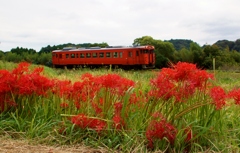 小湊鉄道の彼岸花の名所！②