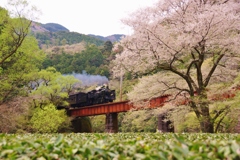 笹間渡の一本桜とＣ５６