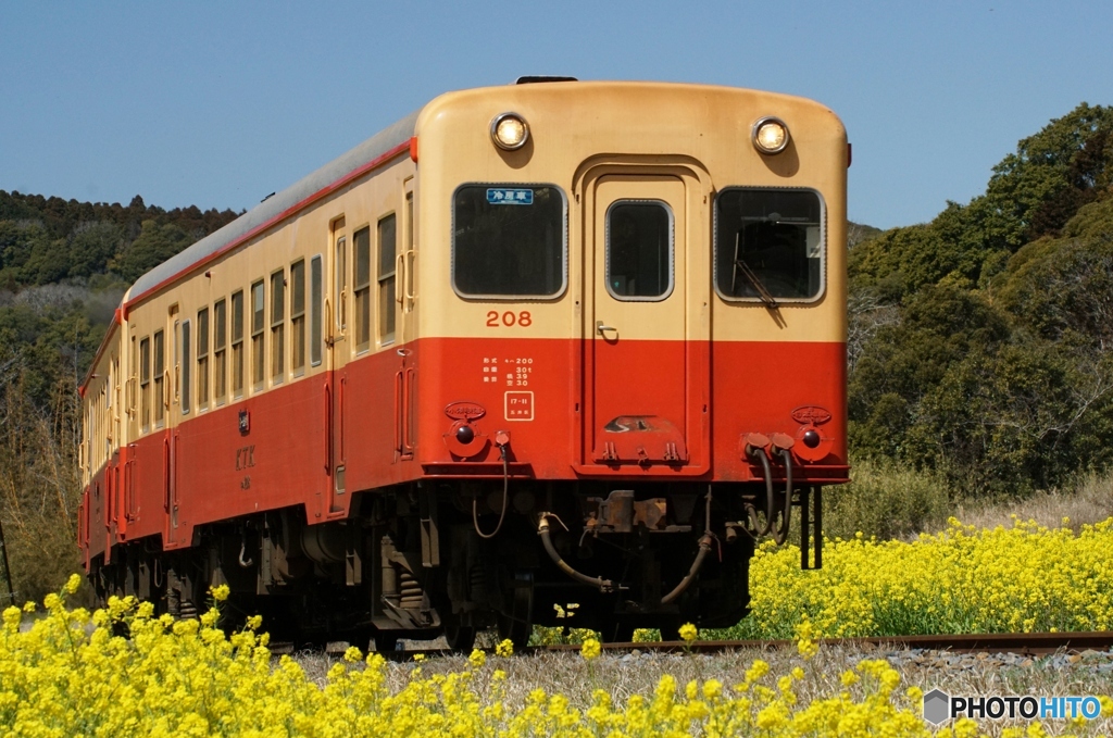 小湊鉄道の菜の花　石神地区①～⑥の中の②