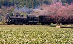 大井川鉄道抜里の春！