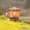 キハ40と菜の花！