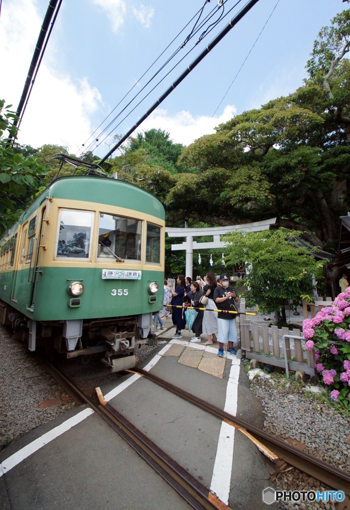 鎌倉御霊神社の鳥居と江ノ電に紫陽花！