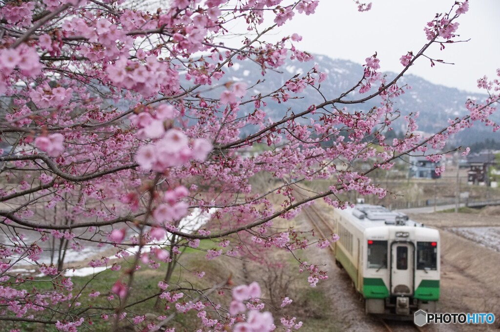 満開の牡丹桜に東北色キハ110のリアビュー！