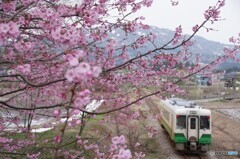 満開の牡丹桜に東北色キハ110のリアビュー！
