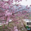満開の牡丹桜に東北色キハ110のリアビュー！