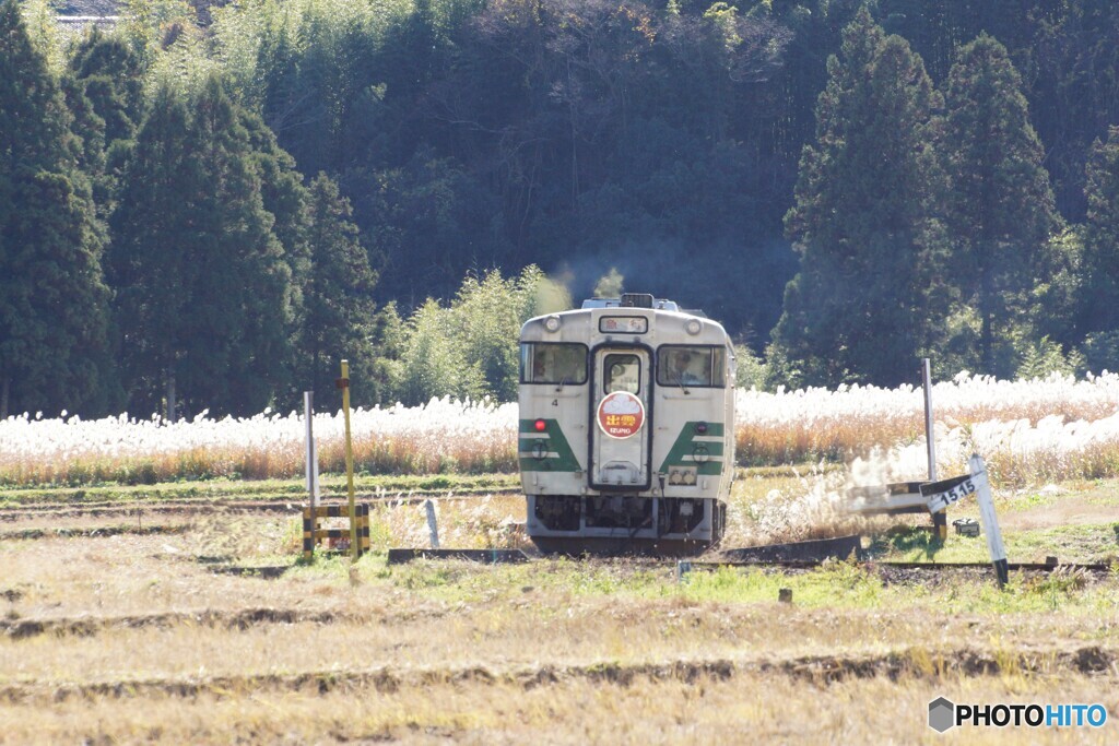 キハ40　ススキの光りの中へ！