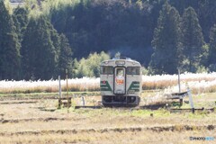 キハ40　ススキの光りの中へ！