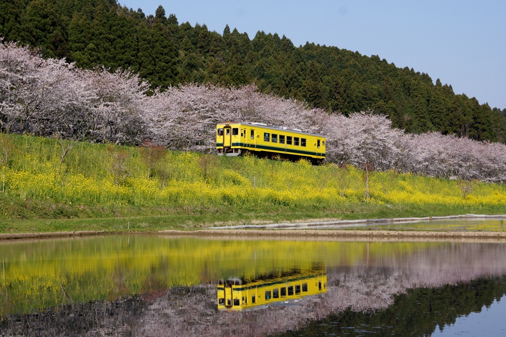 新田野の鏡面②