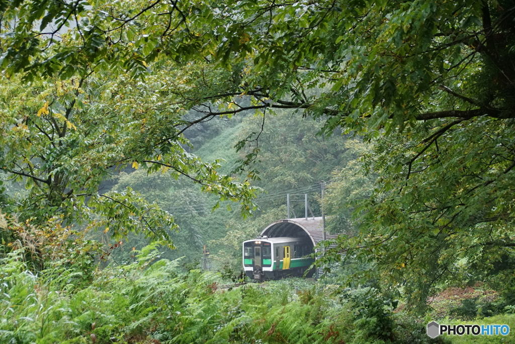 トンネルからひょっこりと！