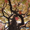 紅葉グラデーションpartⅡ