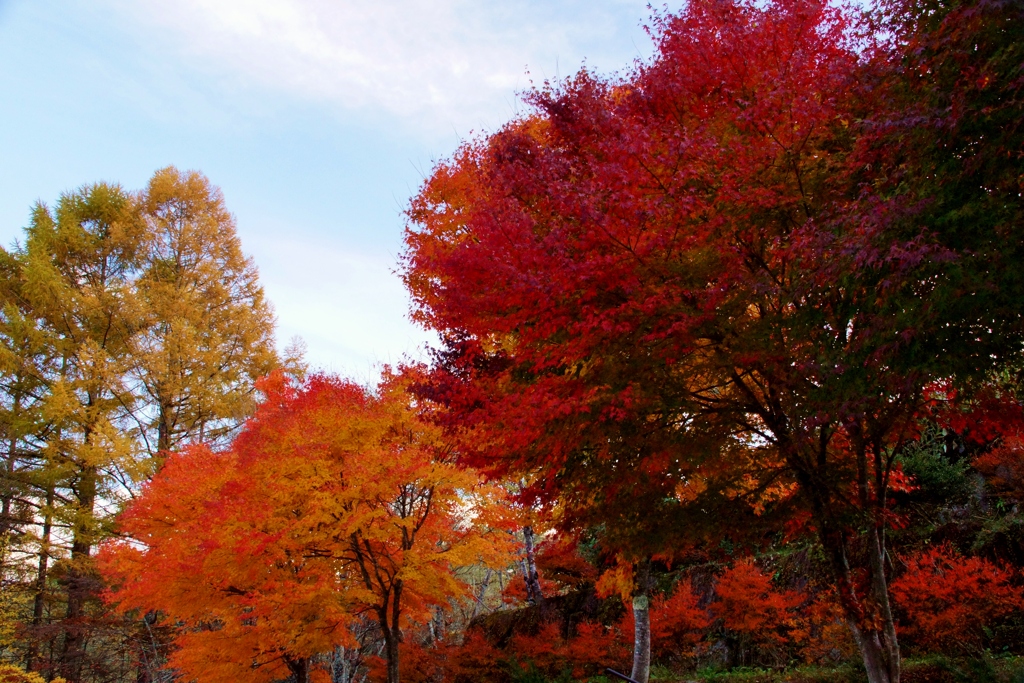 紅葉グラデーション！