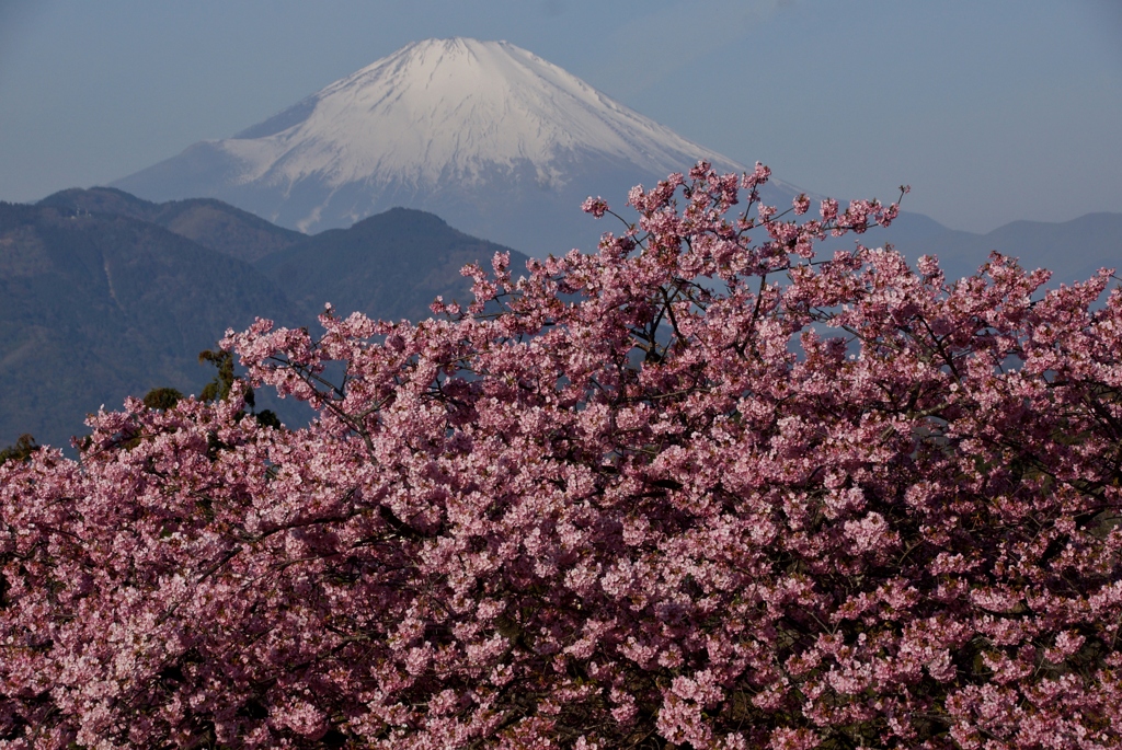 松田山からの河津桜と富士山！