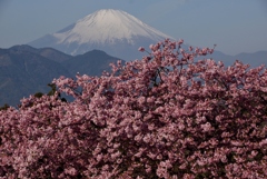 松田山からの河津桜と富士山！