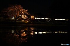小湊鉄道の飯給駅夜桜とキハ200！