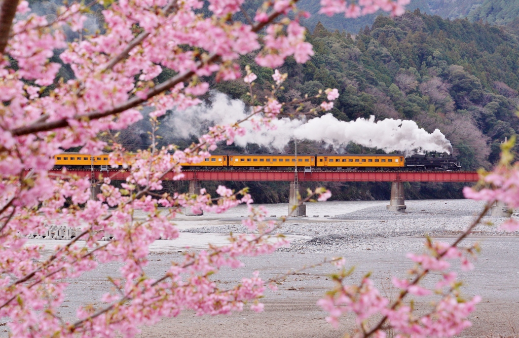 大井川鉄道の春②‼
