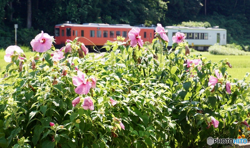 フヨウの花とキハ110！