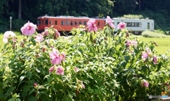 フヨウの花とキハ110！