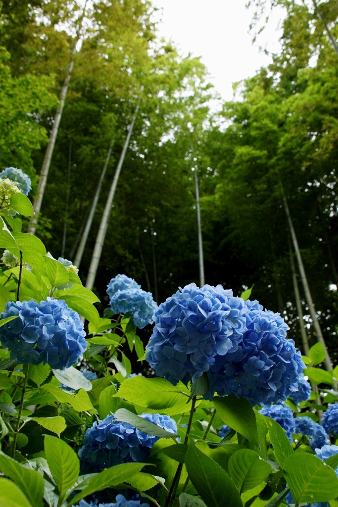 明月院カラーの紫陽花！