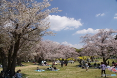 桜満開の昭和記念公園！