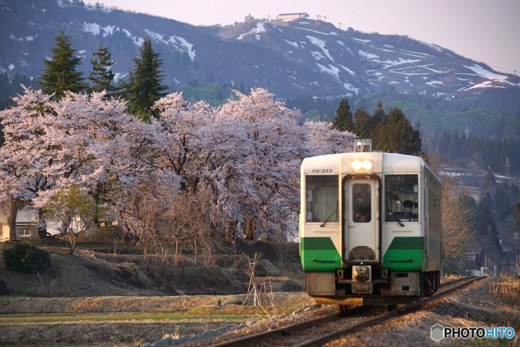 桜と只見線色のキハ110！