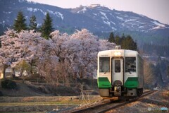 桜と只見線色のキハ110！
