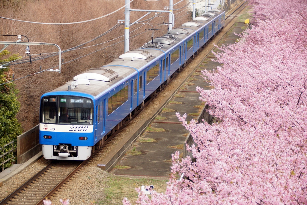 三浦地区も春爛漫！②