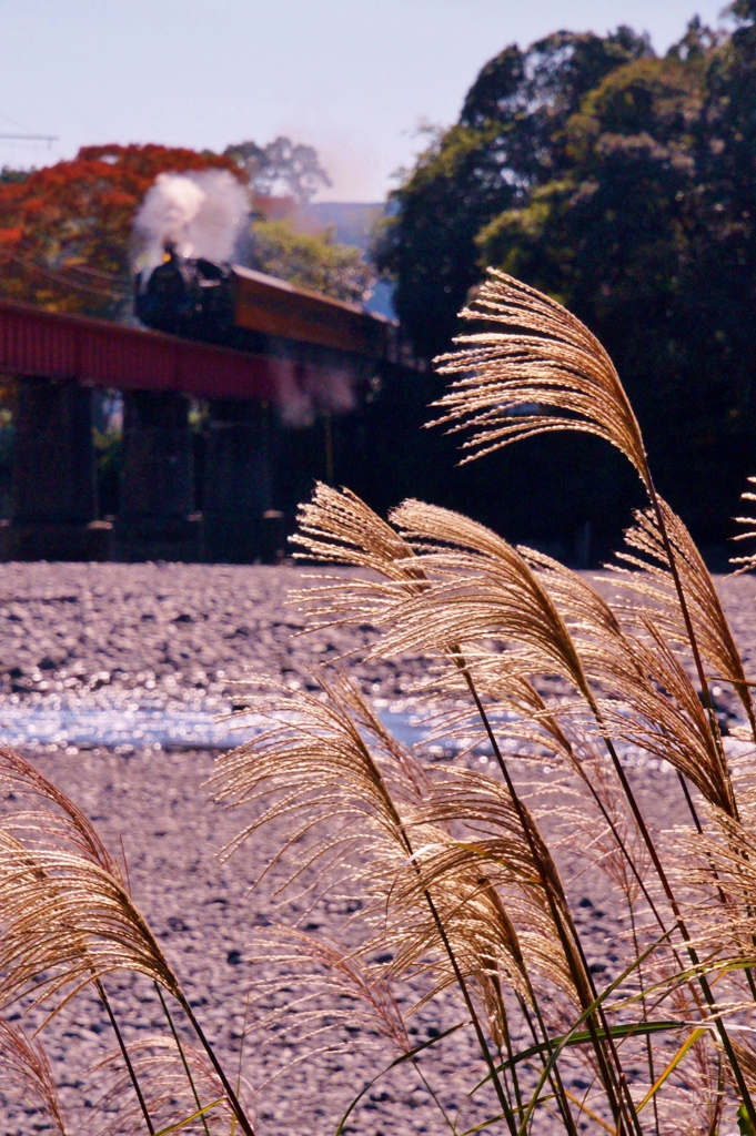 大井川鉄道の秋！①