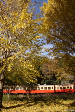 夫婦銀杏とキハ200！