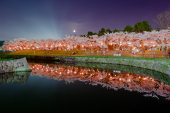 五稜郭公園の夜桜①