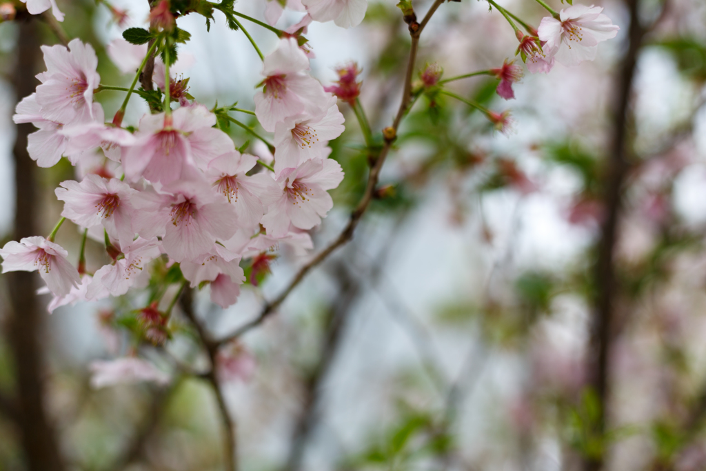 今年初桜