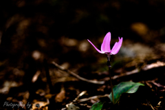 一凛の花