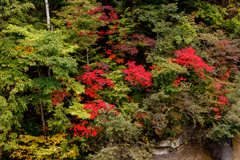 先走りな紅葉③