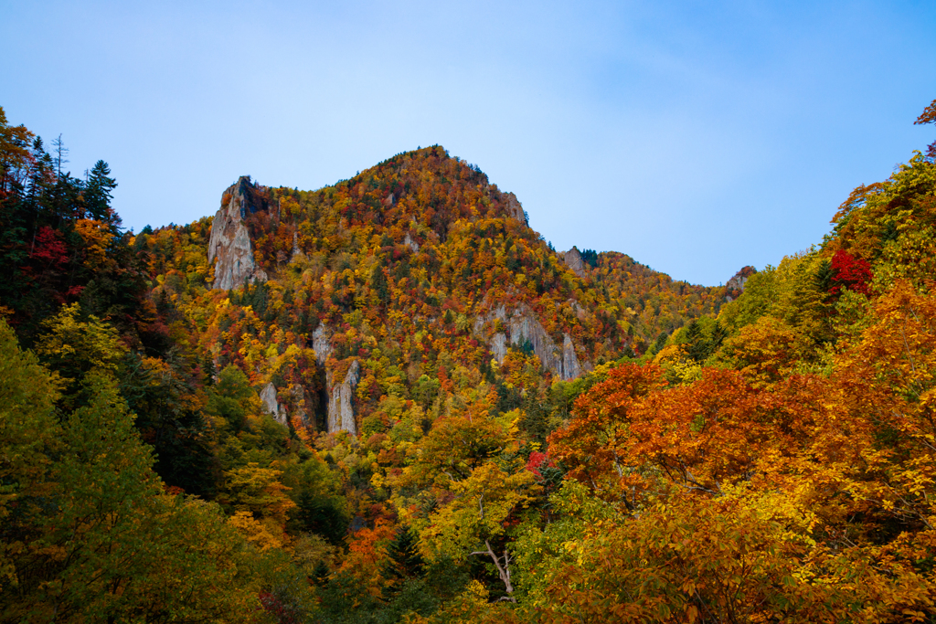 やっと出会えた紅葉
