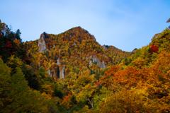 やっと出会えた紅葉