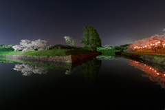 五稜郭公園の夜桜②