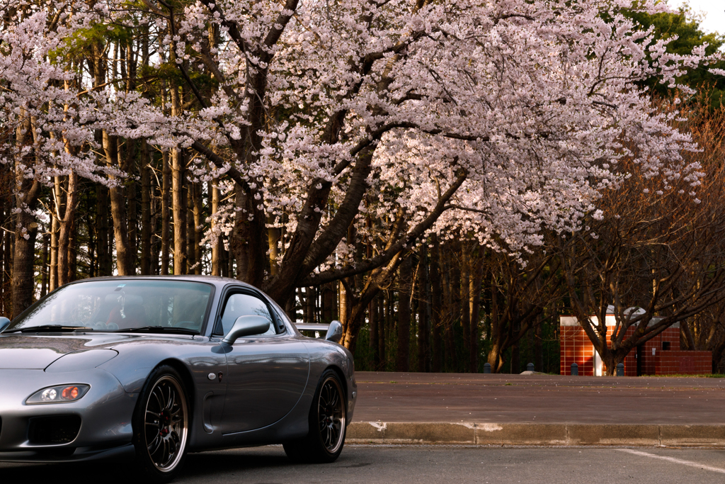 桜撮影旅