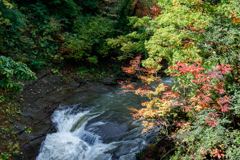 先走りな紅葉④