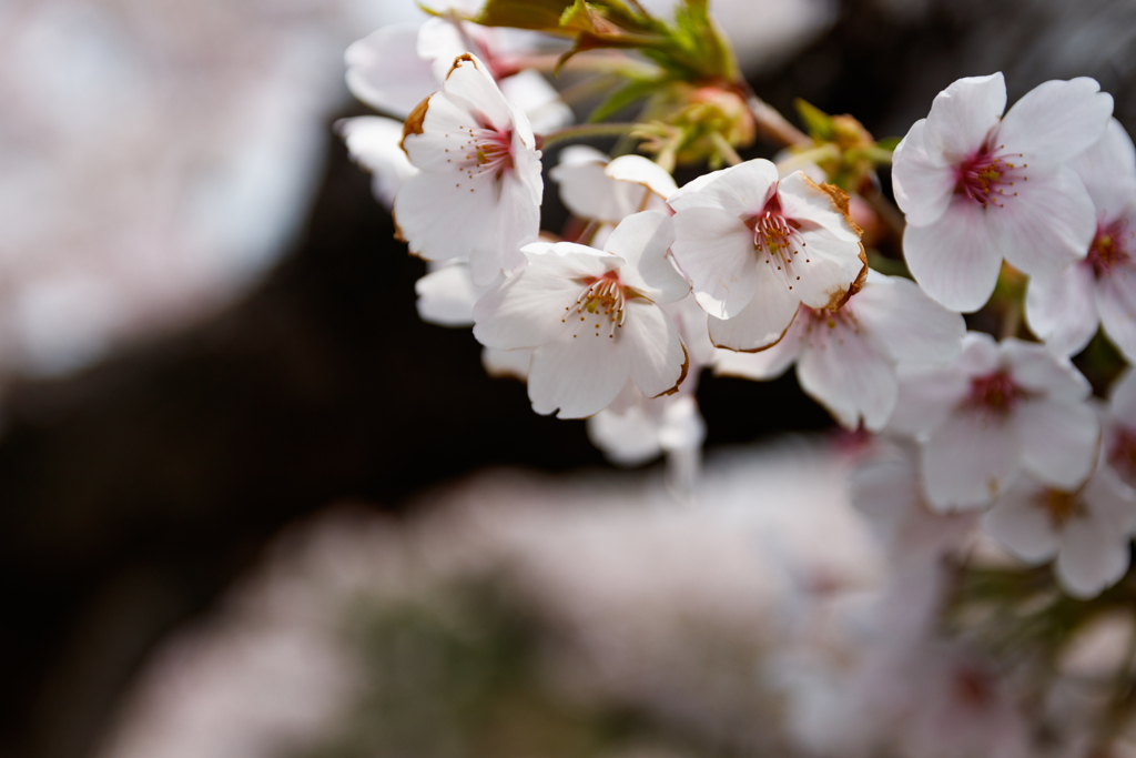 お花見