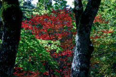 先走りな紅葉①