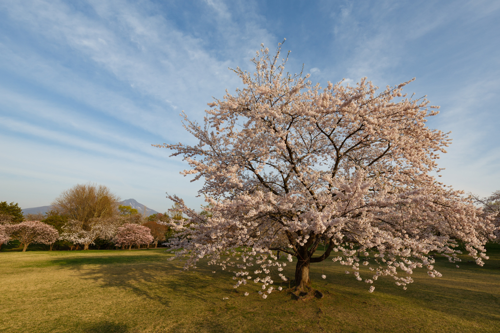 雲を吸い込む桜？