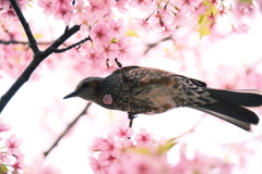 首飾り