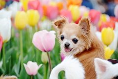 花の犬
