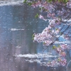 桜泳ぐ川